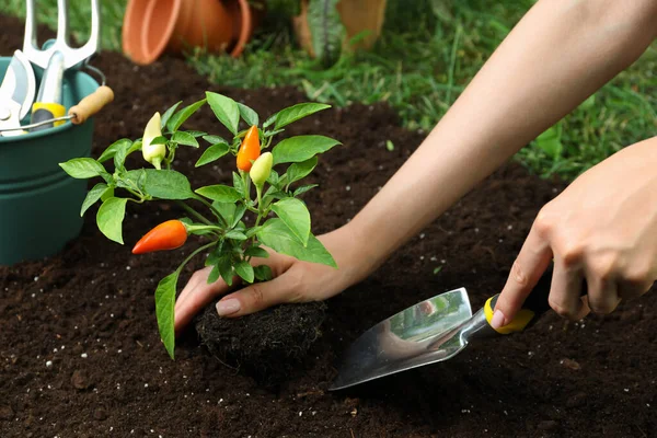 妇女将辣椒植物移植到花园的土壤中 进行特写 — 图库照片