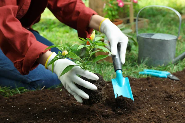 Mulher Transplantando Pimenta Planta Solo Jardim Close — Fotografia de Stock