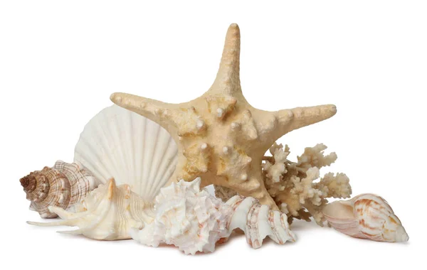 Prachtige Zeesterren Koraal Schelpen Witte Achtergrond — Stockfoto