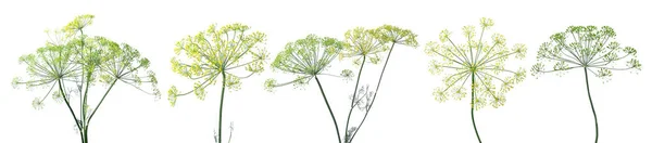 Conjunto Com Flores Endro Verde Fresco Sobre Fundo Branco Design — Fotografia de Stock