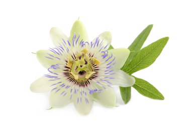 Beyaz arka planda yeşil yapraklı Passiflora bitkisinin (tutku meyvesi) güzel çiçeği