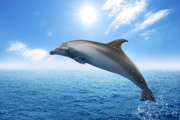 Piękny Delfin Butelki Skacze Morza Czystą Niebieską Wodą Słoneczny Dzień — Zdjęcie stockowe