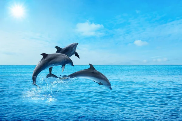 Beautiful Bottlenose Dolphins Jumping Out Sea Clear Blue Water Sunny Stock Photo