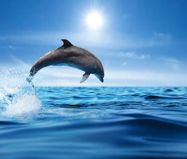 Hermoso Delfín Nariz Botella Saltando Del Mar Con Agua Azul —  Fotos de Stock