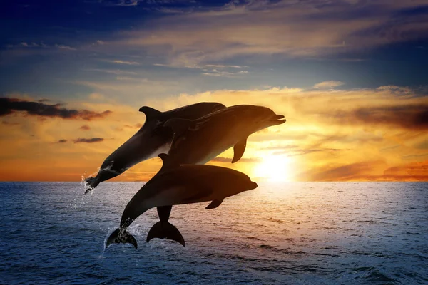 Bonitos Golfinhos Engarrafados Saltando Mar Pôr Sol — Fotografia de Stock