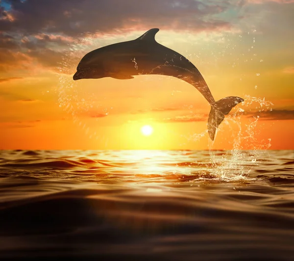 Hermoso Delfín Nariz Botella Saltando Del Mar Atardecer — Foto de Stock