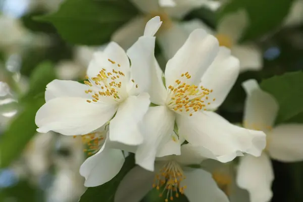 Beautiful Blooming White Jasmine Shrub Outdoors Closeup — Stock Photo, Image