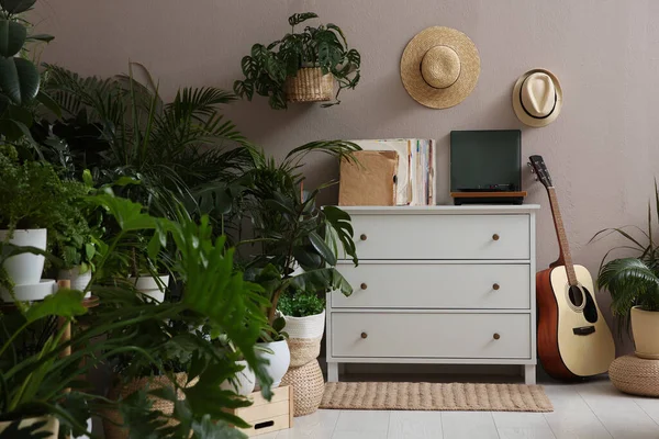 スタイリッシュな家具と異なる観葉植物と部屋のインテリア — ストック写真