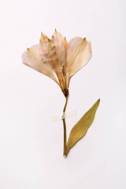 Beyaz arka planda kurutulmuş çiçek. Güzel bitkiler.