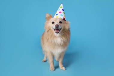 Açık mavi arka planda parti şapkası olan şirin bir köpek. Doğum günü kutlaması