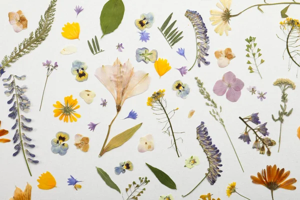 Tryckta Torkade Blommor Och Växter Vit Bakgrund Platt Låg Vackert — Stockfoto