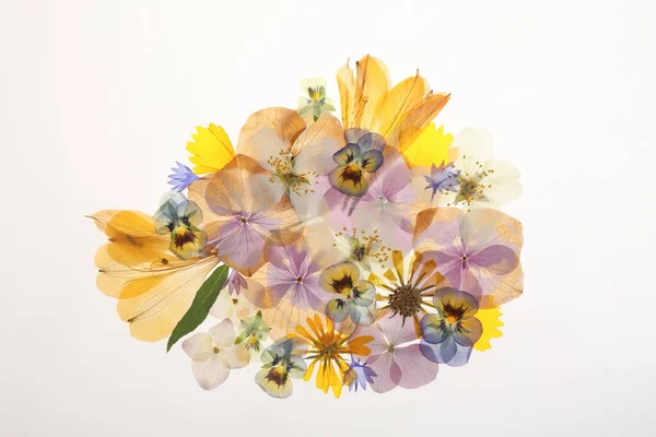 Натиснуті Сухі Квіти Білому Тлі Вид Зверху Красивий Гербарій — стокове фото
