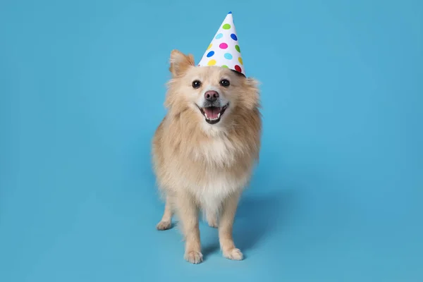 Cão Bonito Com Chapéu Festa Fundo Azul Claro Celebração Aniversário — Fotografia de Stock