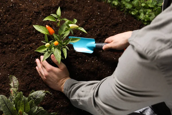 Hombre Transplantando Planta Pimienta Suelo Primer Plano — Foto de Stock