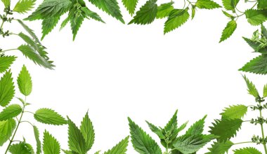 Beyaz arka planda taze ısırgan otu yapraklarından yapılmış çerçeve 