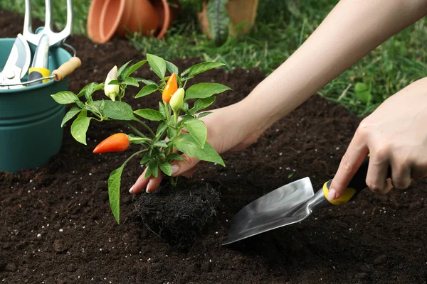 Mulher Transplantando Pimenta Planta Solo Jardim Close — Fotografia de Stock