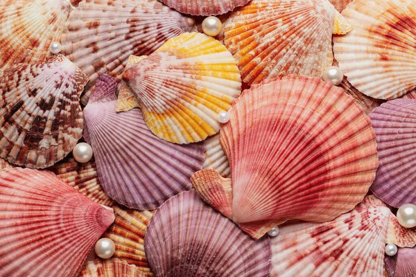 Beautiful Sea Shells Pearls Background Top View — Stock Photo, Image