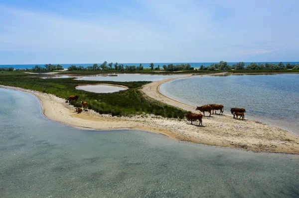 Manada Vacas Orilla Del Mar Arenoso Vista Aérea —  Fotos de Stock