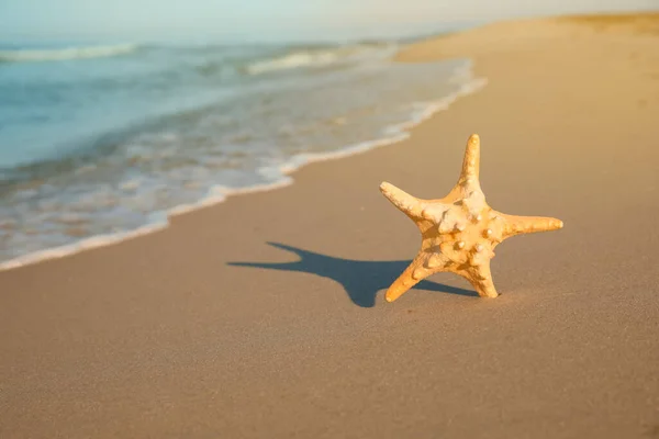 Beautiful Sea Star Sand Beach Space Text — Stock Photo, Image