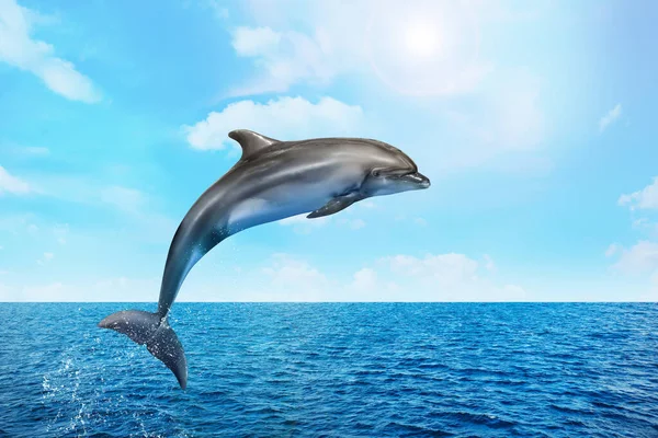 Beautiful Bottlenose Dolphin Jumping Out Sea Clear Blue Water Sunny — Stock Photo, Image