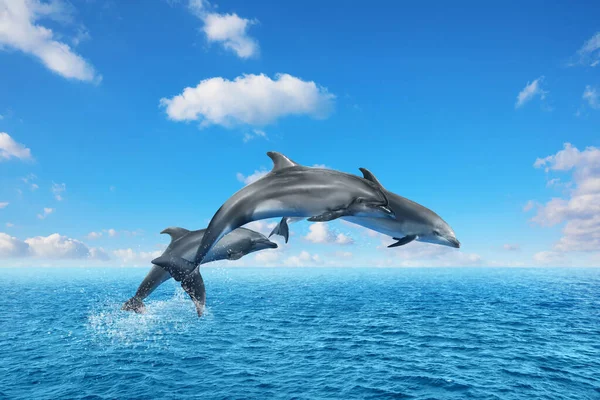 Hermosos Delfines Mulares Saltando Del Mar Con Agua Azul Clara — Foto de Stock