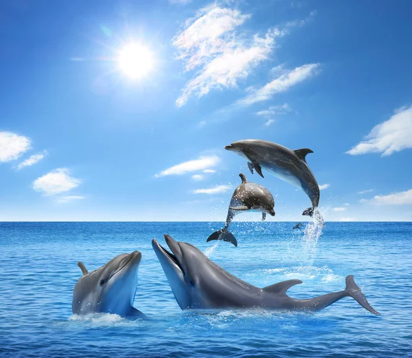 Hermosos Delfines Mulares Saltando Del Mar Con Agua Azul Clara — Foto de Stock