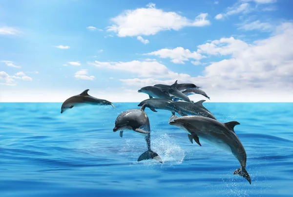 Beautiful Bottlenose Dolphins Jumping Out Sea Clear Blue Water Sunny — Stock Photo, Image