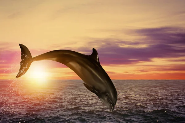 Hermoso Delfín Nariz Botella Saltando Del Mar Atardecer — Foto de Stock