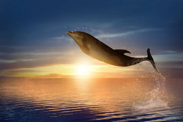 Bonito Golfinho Gargalo Saltando Mar Pôr Sol — Fotografia de Stock