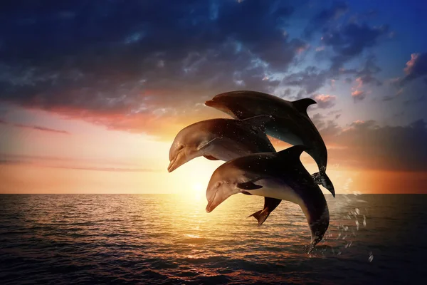 Bonitos Golfinhos Engarrafados Saltando Mar Pôr Sol — Fotografia de Stock
