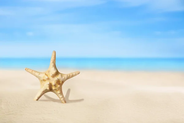 Beautiful Sea Star Sandy Beach Space Text — Stock Photo, Image