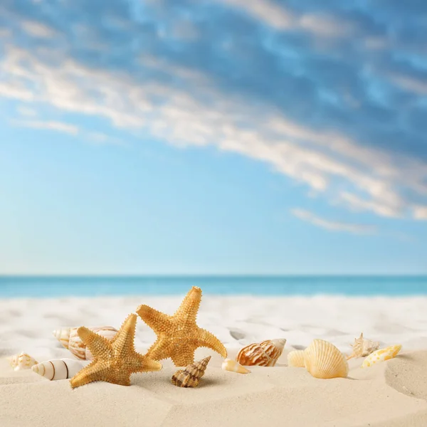 Schöne Seesterne Und Muscheln Sandstrand lizenzfreie Stockbilder