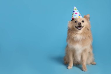 Açık mavi arka planda parti şapkası olan şirin bir köpek, mesaj için yer var. Doğum günü kutlaması