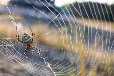 Argiope örümceği kırsalda örümcek ağını örüyor, yakın plan