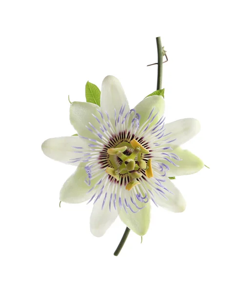 Krásný Květ Rostliny Passiflora Mučenky Bílém Pozadí — Stock fotografie