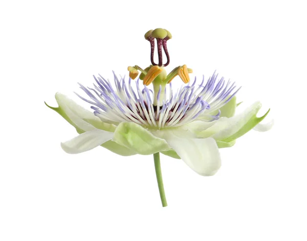 Krásný Květ Rostliny Passiflora Mučenky Bílém Pozadí — Stock fotografie