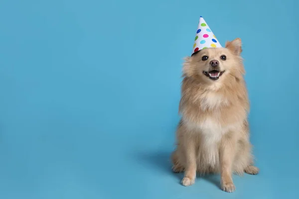Cão Bonito Com Chapéu Festa Fundo Azul Claro Espaço Para — Fotografia de Stock