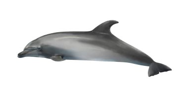 Beyaz arka planda güzel gri şişe burunlu yunus