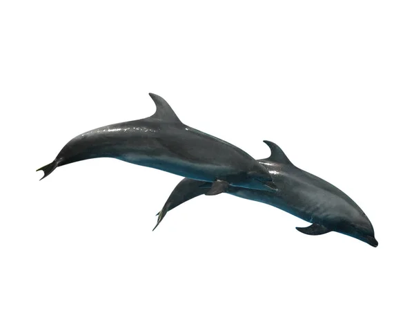 Hermosos Delfines Mulares Grises Sobre Fondo Blanco —  Fotos de Stock