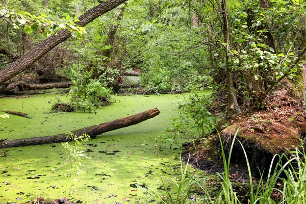 Pintoresca Vista Del Bosque Verde Con Pantano — Foto de Stock
