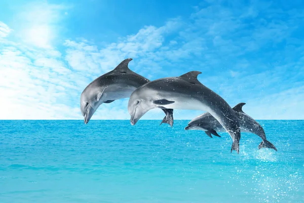 Beautiful Bottlenose Dolphins Jumping Out Sea Clear Blue Water Sunny — Stock Photo, Image