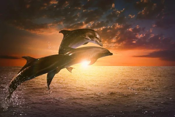 Hermosos Delfines Nariz Botella Saltando Del Mar Atardecer — Foto de Stock