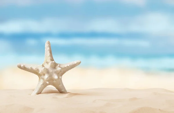 Beautiful Sea Star Sandy Beach Space Text — Stock Photo, Image