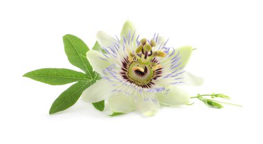 Beyaz arka planda yeşil yapraklı Passiflora bitkisinin (tutku meyvesi) güzel çiçeği