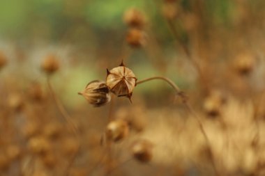 Güzel kuru keten bitkileri bulanık arka planda, yakın plan