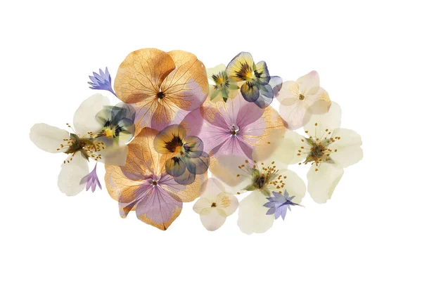 Tryckta Torkade Blommor Vit Bakgrund Ovanifrån Vackert Herbarium — Stockfoto