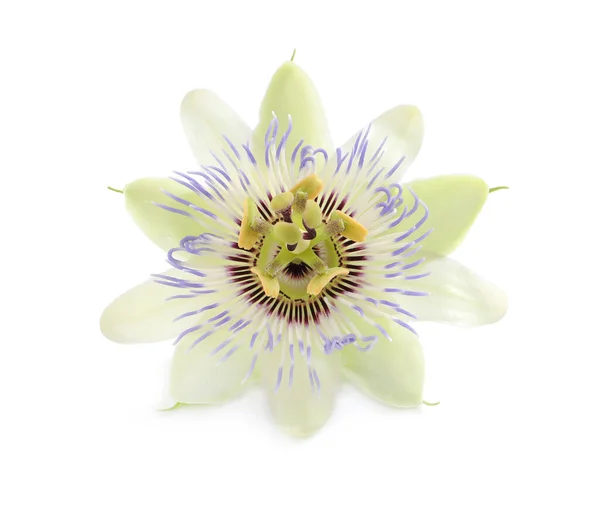 Krásný Květ Rostliny Passiflora Mučenky Bílém Pozadí — Stock fotografie