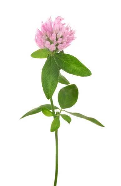 Vacker Blommande Klöver Växt Isolerad Vit — Stockfoto