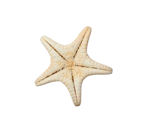 Hermosa Estrella Mar Aislada Blanco Objeto Playa — Foto de Stock