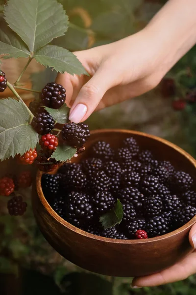 Vrouw Verzamelen Rijpe Bramen Houten Kom Tuin Close — Stockfoto